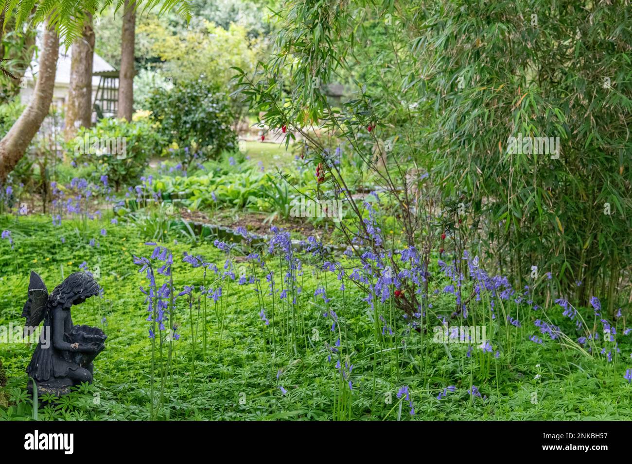 Cloches bleues fleurissant dans un jardin de printemps anglais Banque D'Images