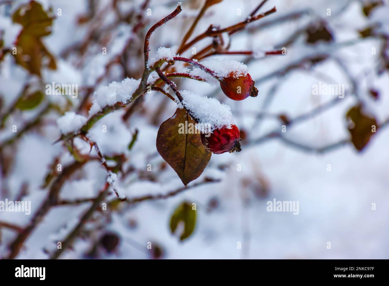 Baies Rouges Hiver En hiver, des baies de rosehip rouges ont été recouvertes de neige sur ...