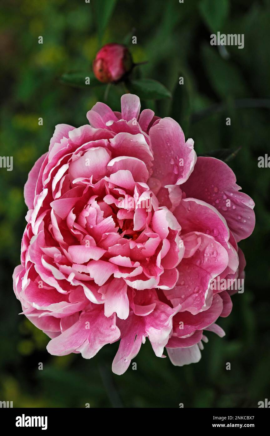 Peony Blossom, Paeonia, Bavière, Allemagne Banque D'Images