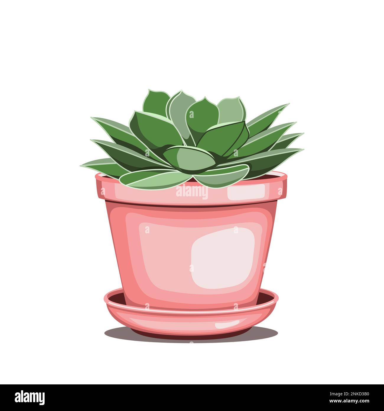 Echeveria succulent dans le pot en céramique dans l'illustration de vecteur technique plate Illustration de Vecteur