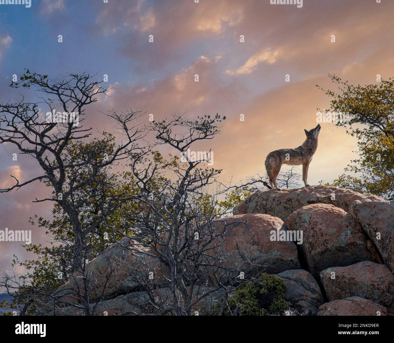 Un coyote hurle dans l'air d'un affleurement rocheux dans le désert du nord de l'Arizona. Banque D'Images