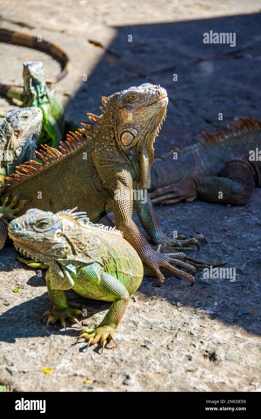 Iguanes se bronzant à l'Arche Iguana et parc marin, Roatan, Honduras. Banque D'Images