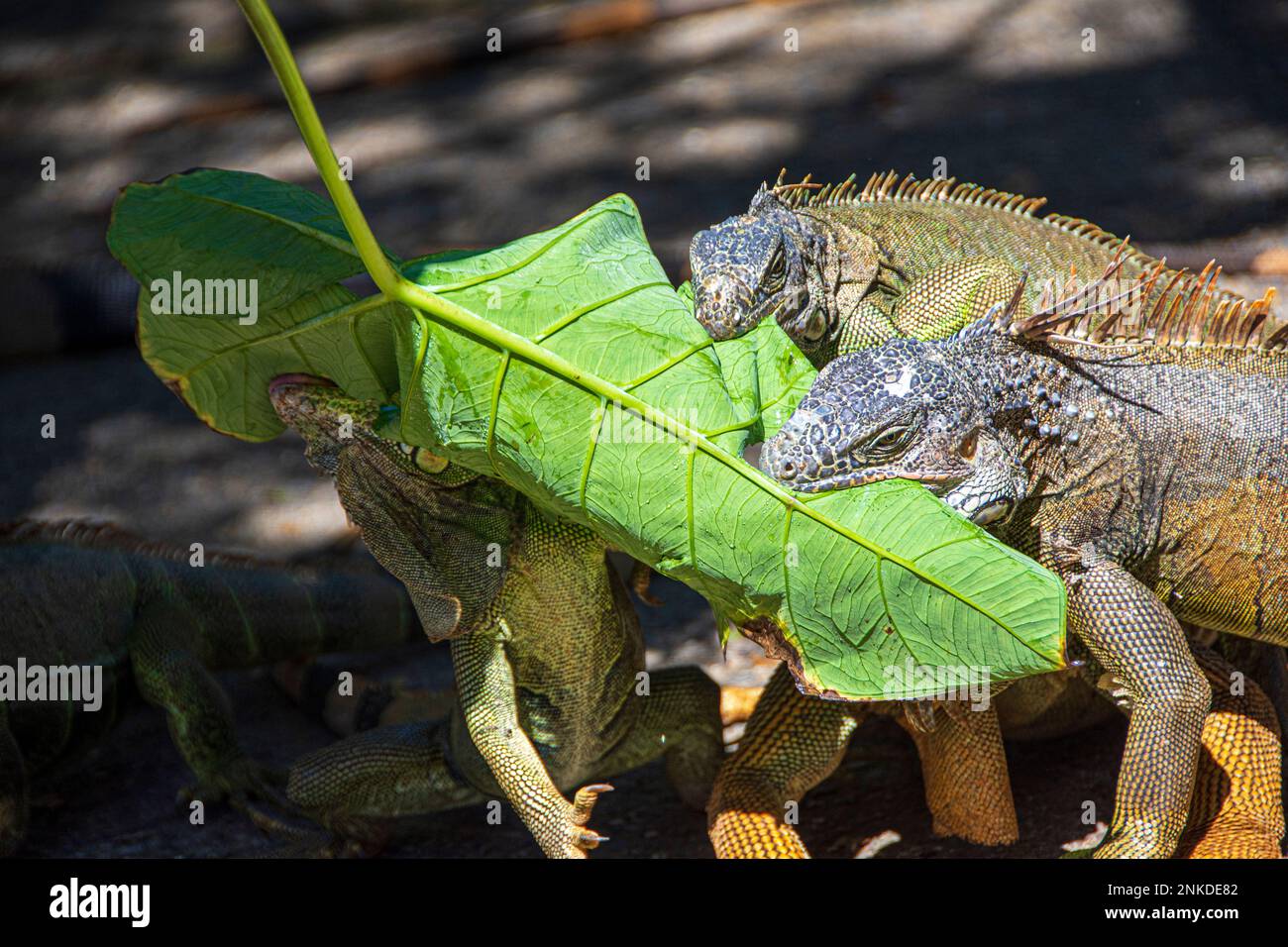 Iguanes mangeant des feuilles, Arched's Iguana et Marine Park, Roatan, Honduras. Banque D'Images