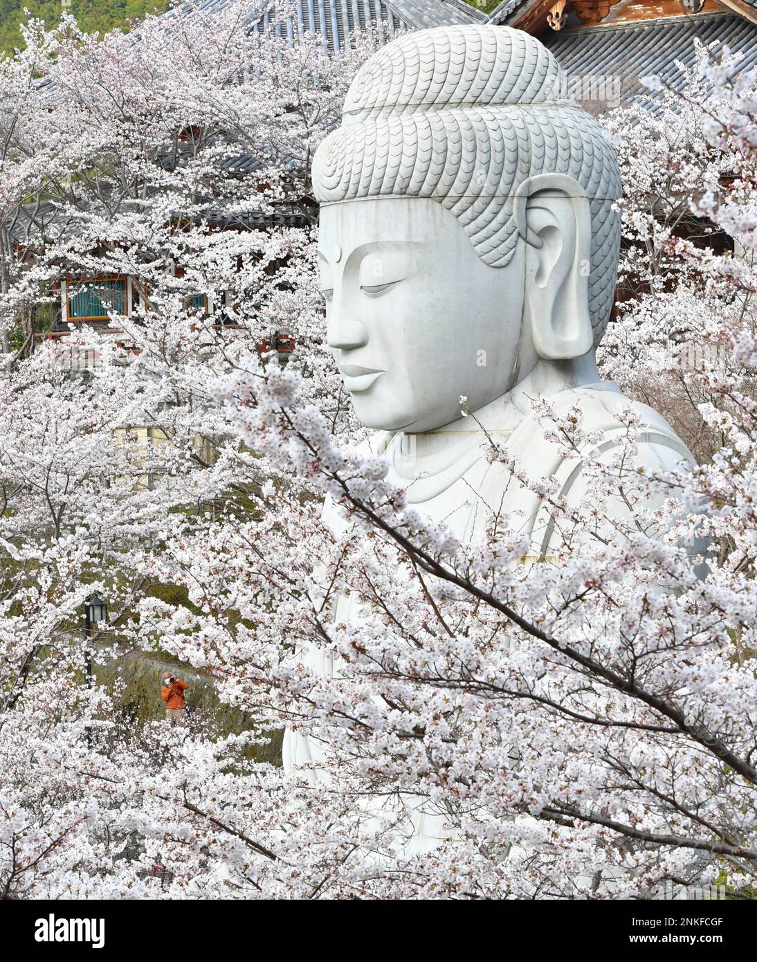 Cherry blossoms of Someiyoshino surrounding a great stateu of Buddha are in full bloom at Tsubosaka-dera Temple in Takatori Town, Nara prefecture on March 30, 2022.( The Yomiuri Shimbun via AP Images ) Banque D'Images