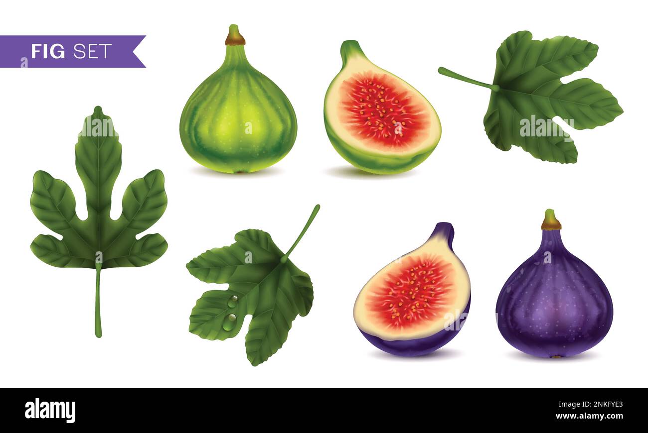 Figues ensemble réaliste de fruits mûrs verts et violets entiers et coupés et de feuilles isolées illustration vectorielle Illustration de Vecteur