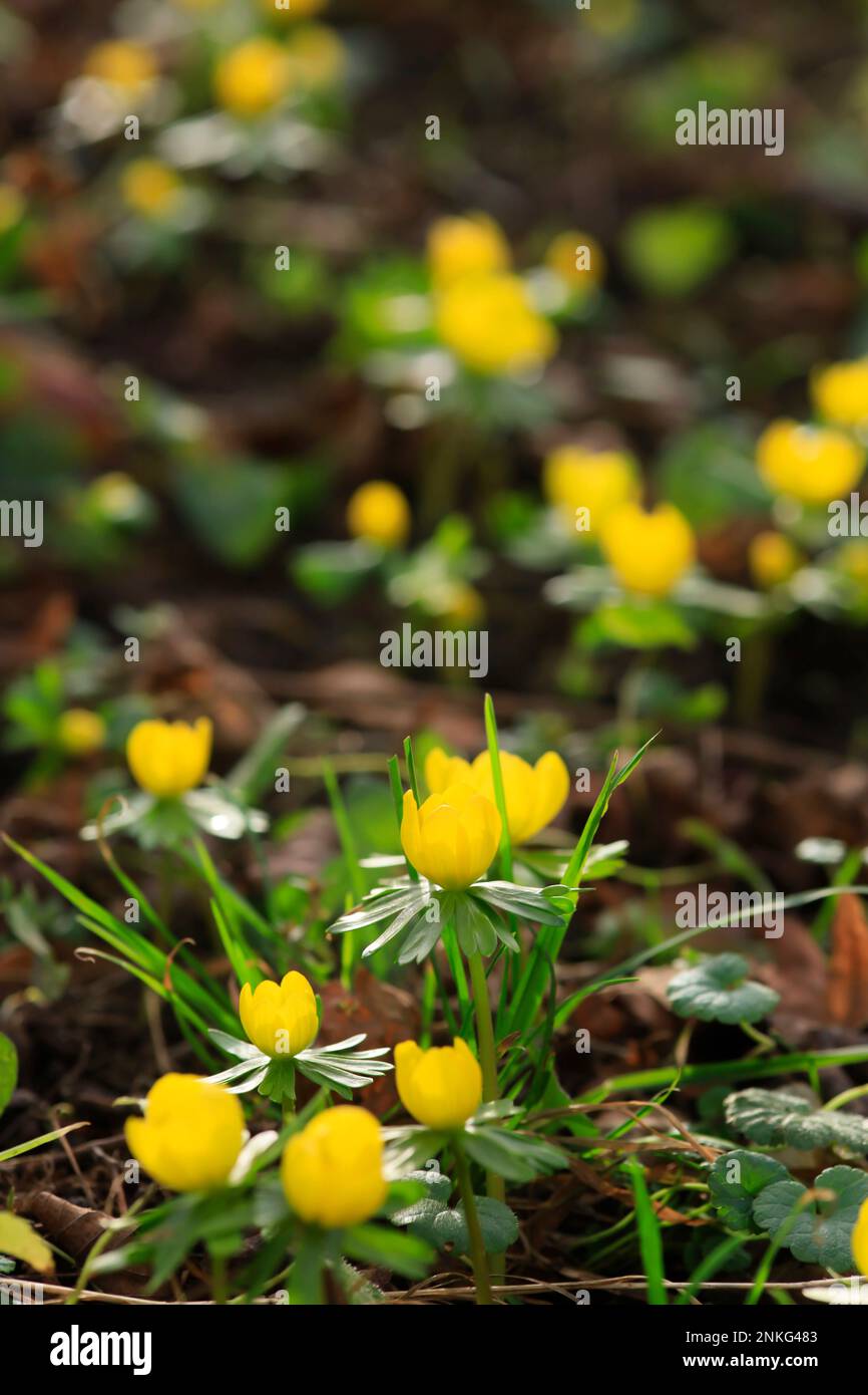 Aconites d'hiver à fleurs jaunes (Eranthis hyemalis) Banque D'Images