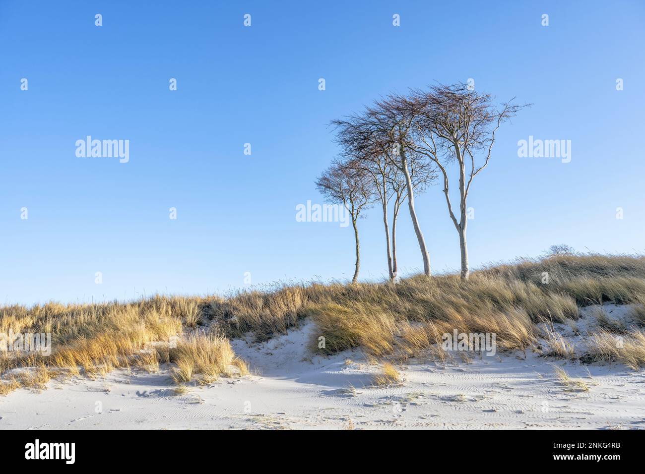 Allemagne, Mecklembourg-Poméranie-Occidentale, plage de Grassy sur la péninsule de Fischland-Darss-Zingst Banque D'Images