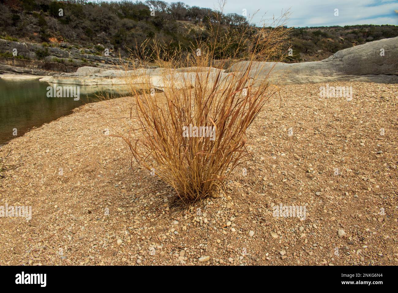 Un peu de Bluestem, Schizachyrium, jachère du lit de schiste en gravier du parc national de Pedernales Falls dans le Texas Hill Country Banque D'Images