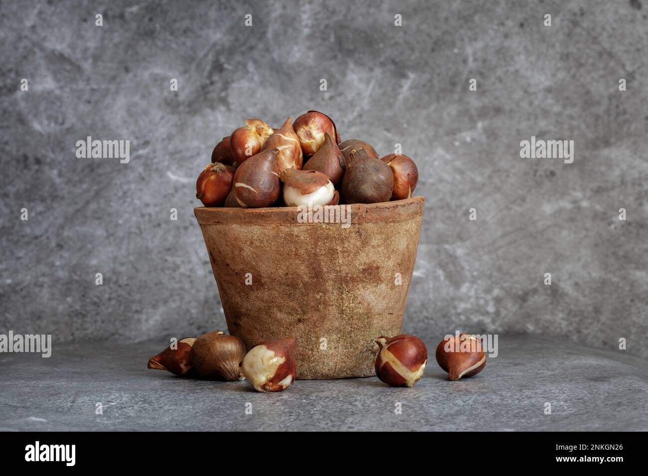 Photo de studio de pot de fleurs rempli de bulbes de plantes Banque D'Images