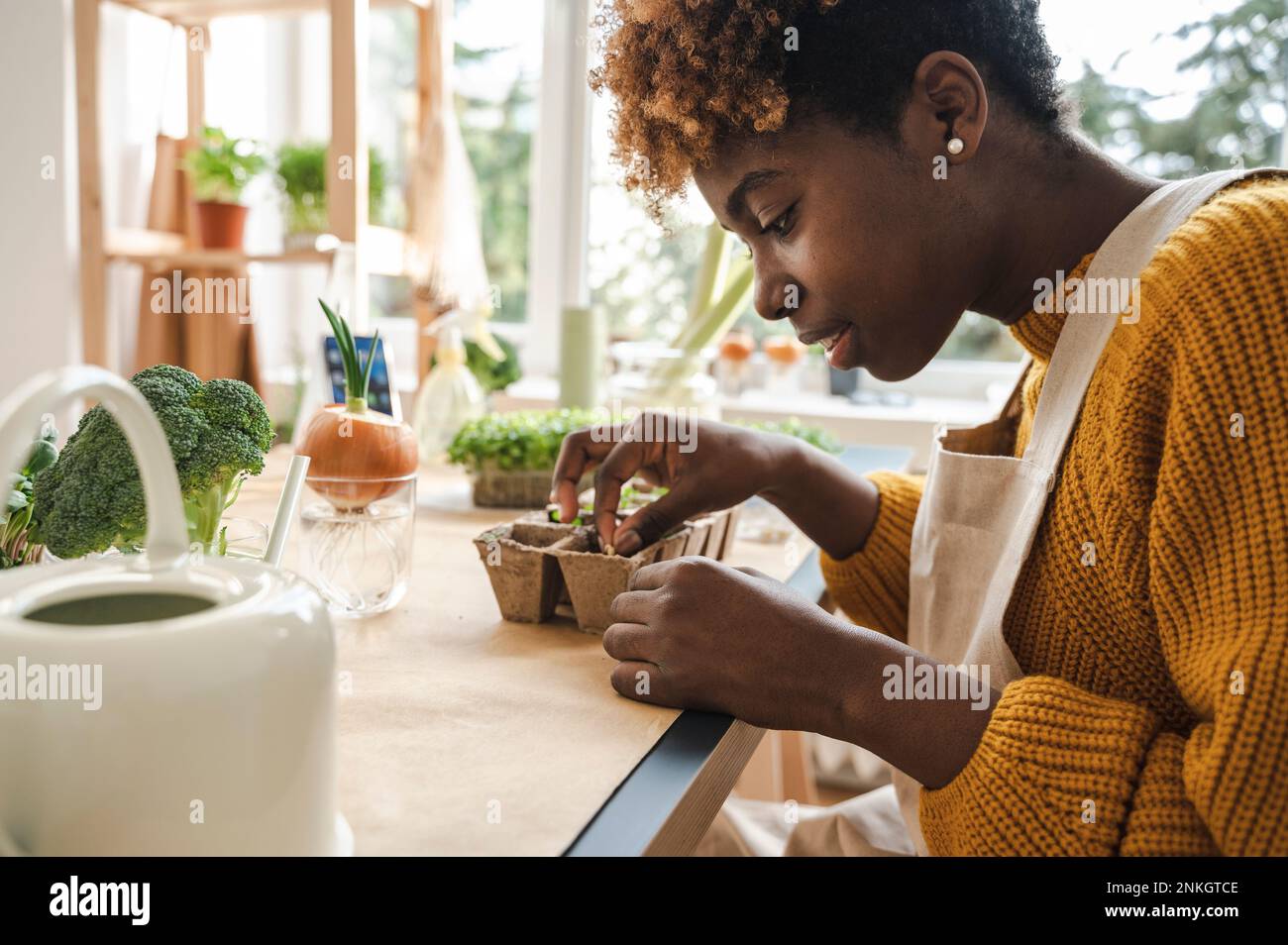 Jeune femme plantant des graines de lentilles germées dans un récipient à la maison Banque D'Images