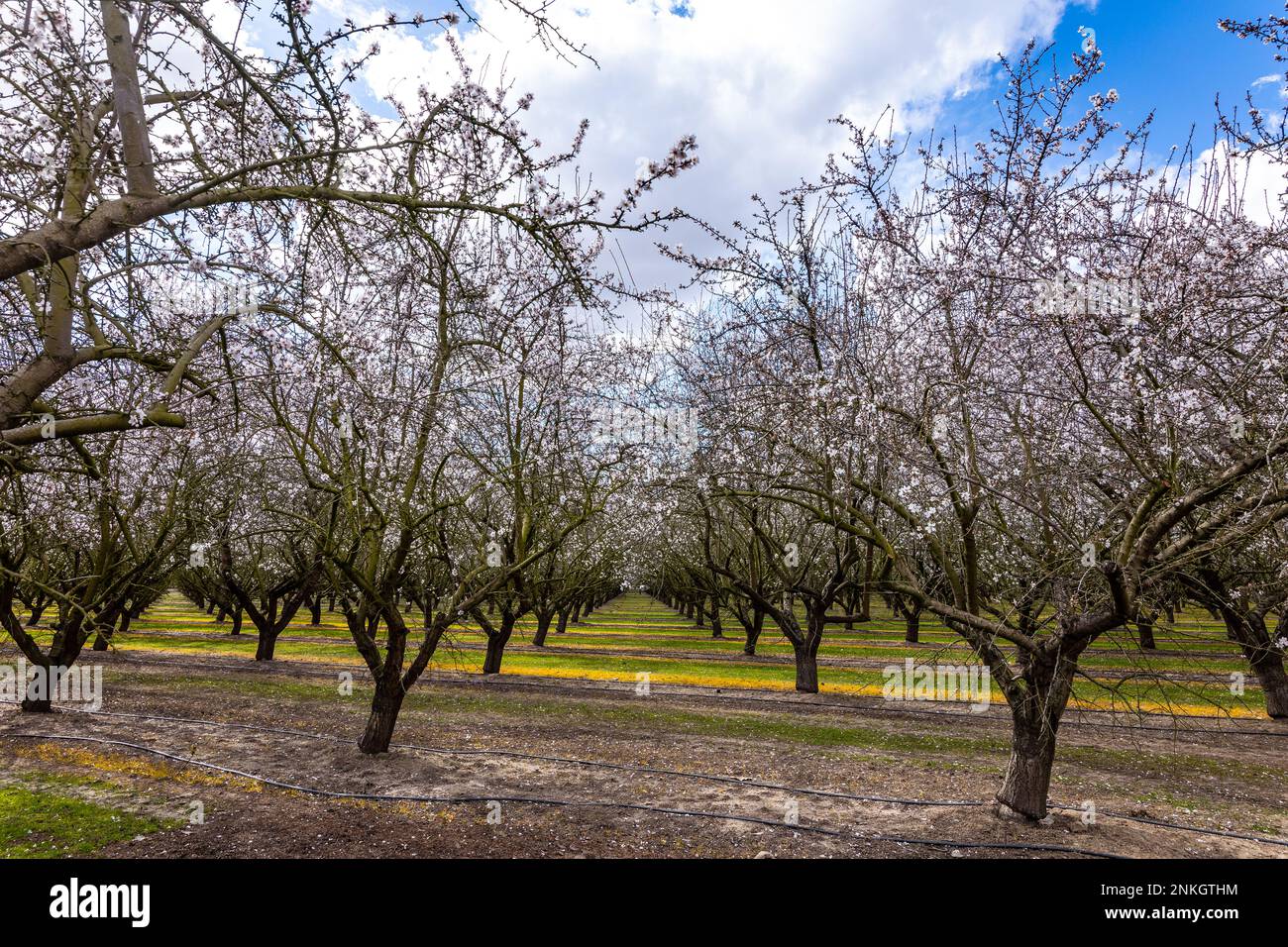 Les amandiers fleurissent dans le verger de la Californie Central Valley en février 2023. Banque D'Images