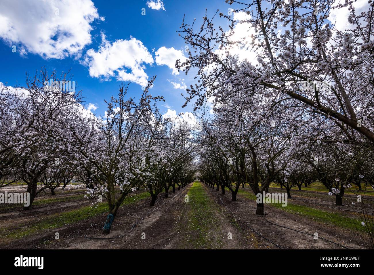 Les amandiers fleurissent dans le verger de la Californie Central Valley en février 2023. Banque D'Images
