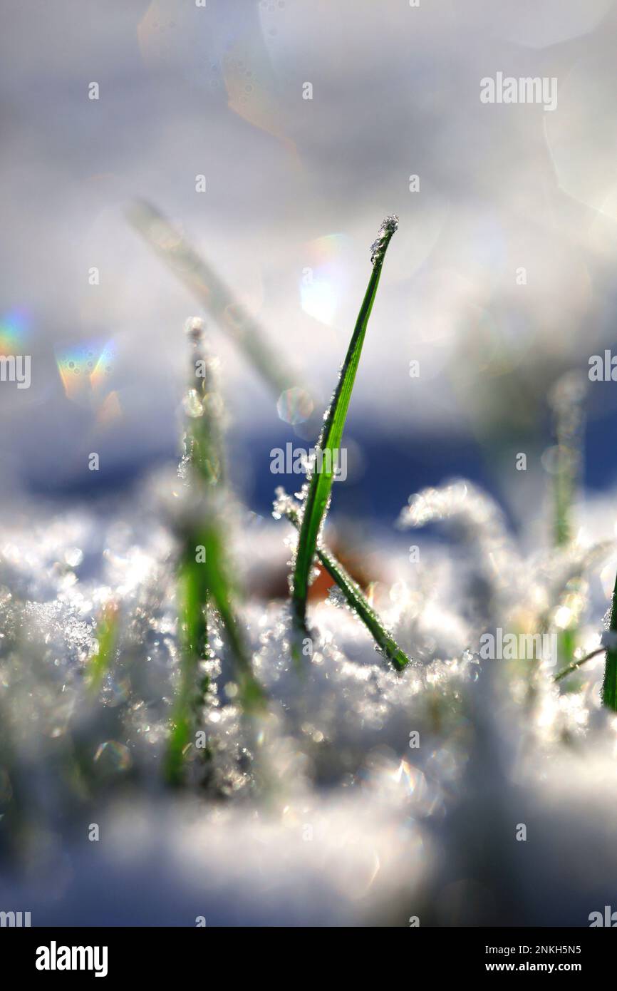 Macro photographie des lames d'herbe en hiver Banque D'Images