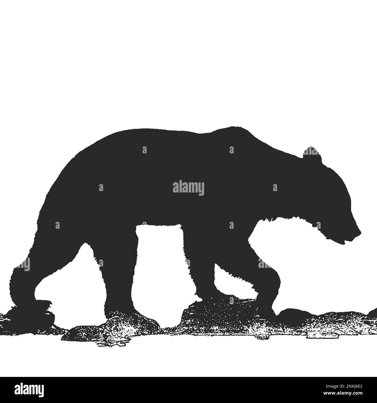 Silhouette d'un ours brun sur fond blanc Banque D'Images