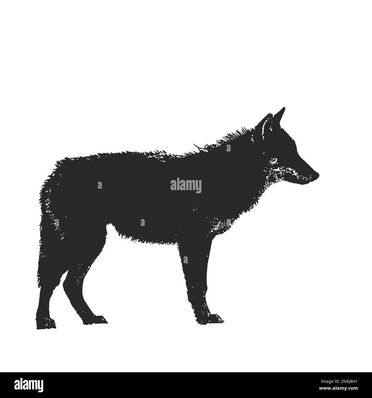 Tatouage de loup noir et blanc Banque de photographies et d’images à