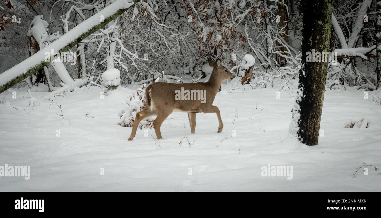 Le cerf de Virginie marche dans une forêt en hiver dans le Minnesota, près des branches d'arbres enneigées. Banque D'Images