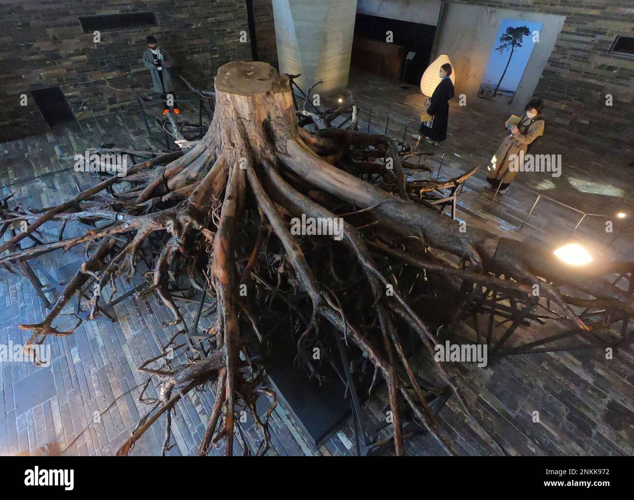 The root of " A Miracle Pine Tree" is displayed at Kioi Seido, to mark the 11th anniversary of the 2011 Great East Japan Earthquake and Tsunami. The 13-meter-long root, the only pine tree out of the 70,000 survived the massive tsunami in Rikuzen-Takata, Iwate Prefecture. The lone surviving pine died in December 2012 due to seawater contamination of the surrounding soil. The display will be open to the public for free until next February. According to the reconstruction agency, the number of confirmed deaths is 19,747 as of December 2021 and more than 2,500 people are still reported missing. (  Banque D'Images