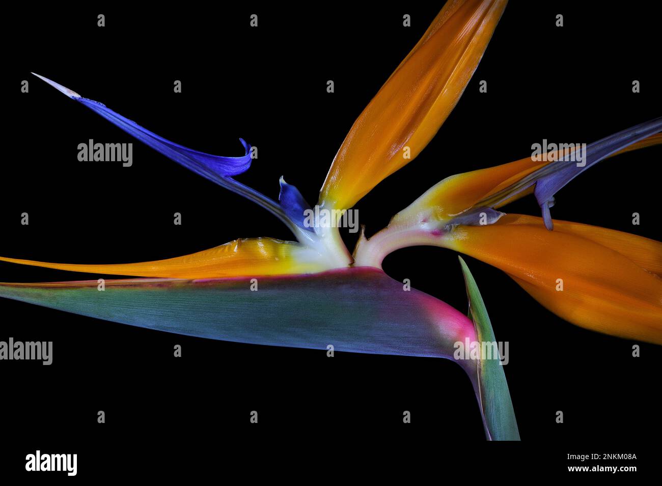 Un gros plan d'une belle fleur d'oiseau de paradis bleu et orange vif -Sterlitzia reginae- isolée sur un fond noir orienté à gauche Banque D'Images