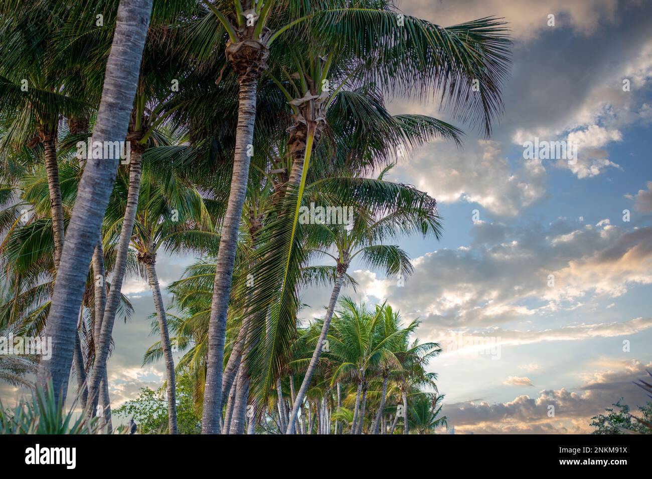 Palmiers des Caraïbes et ciel de coucher de soleil Banque D'Images