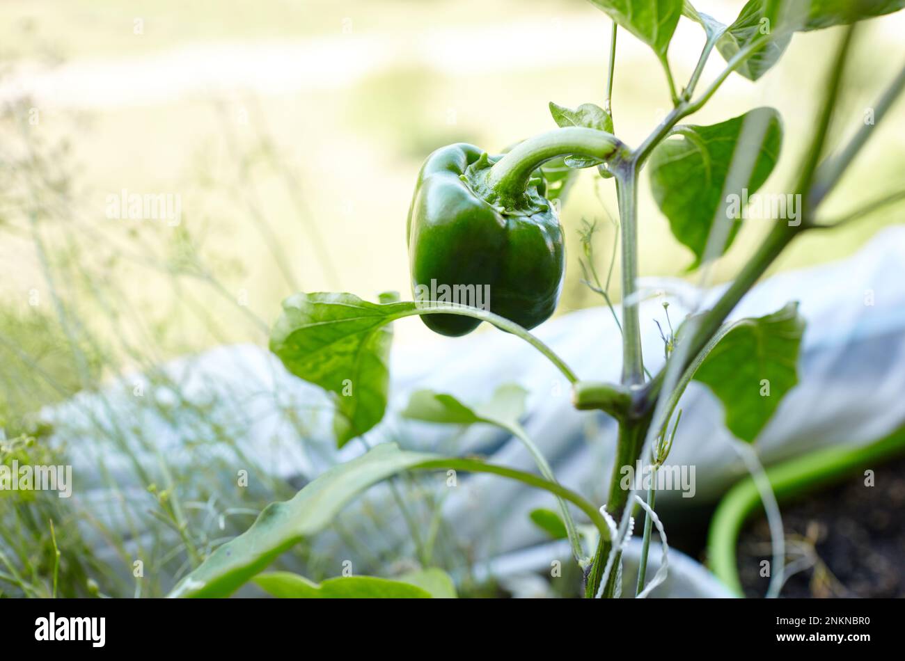 Les poivrons verts poussent dans une serre. Culture de légumes frais à la ferme Banque D'Images