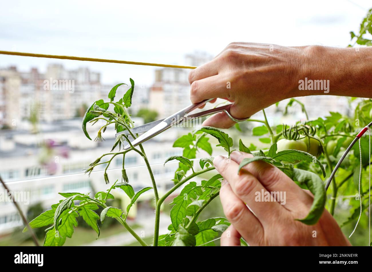 Les mains des hommes élagage des sucer (pousses latérales) des plants de tomate avec des ciseaux. Agriculteur homme jardinage dans la serre à la maison Banque D'Images