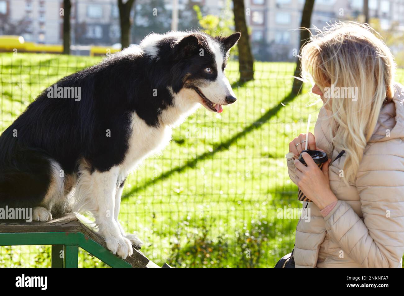 Le propriétaire joue avec un chien laika sibérien dans le parc d'automne. Amitié d'un chien et d'une femme Banque D'Images