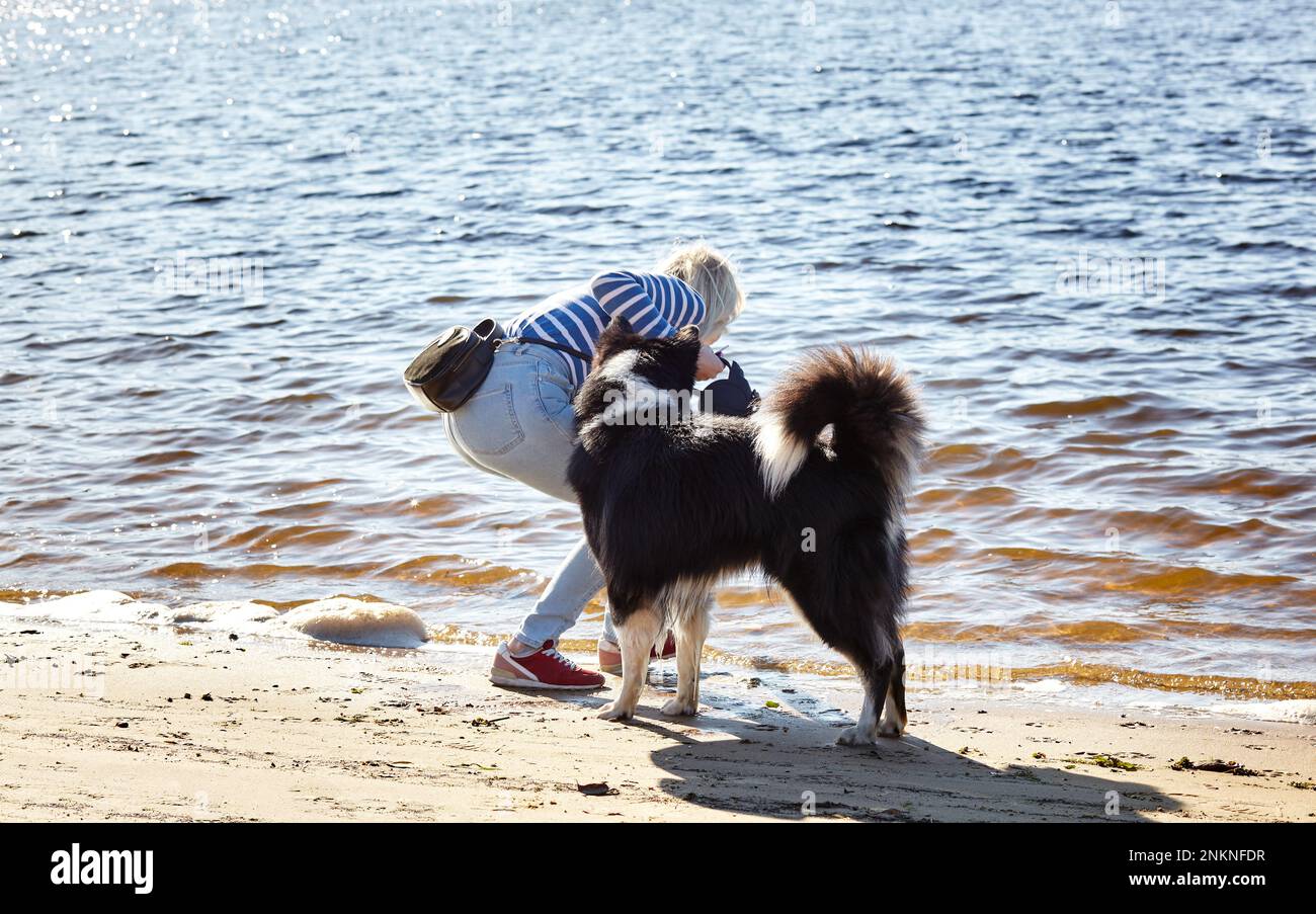 Le propriétaire joue avec un chien de laika sibérien sur une plage. Amitié d'un chien et d'une femme Banque D'Images