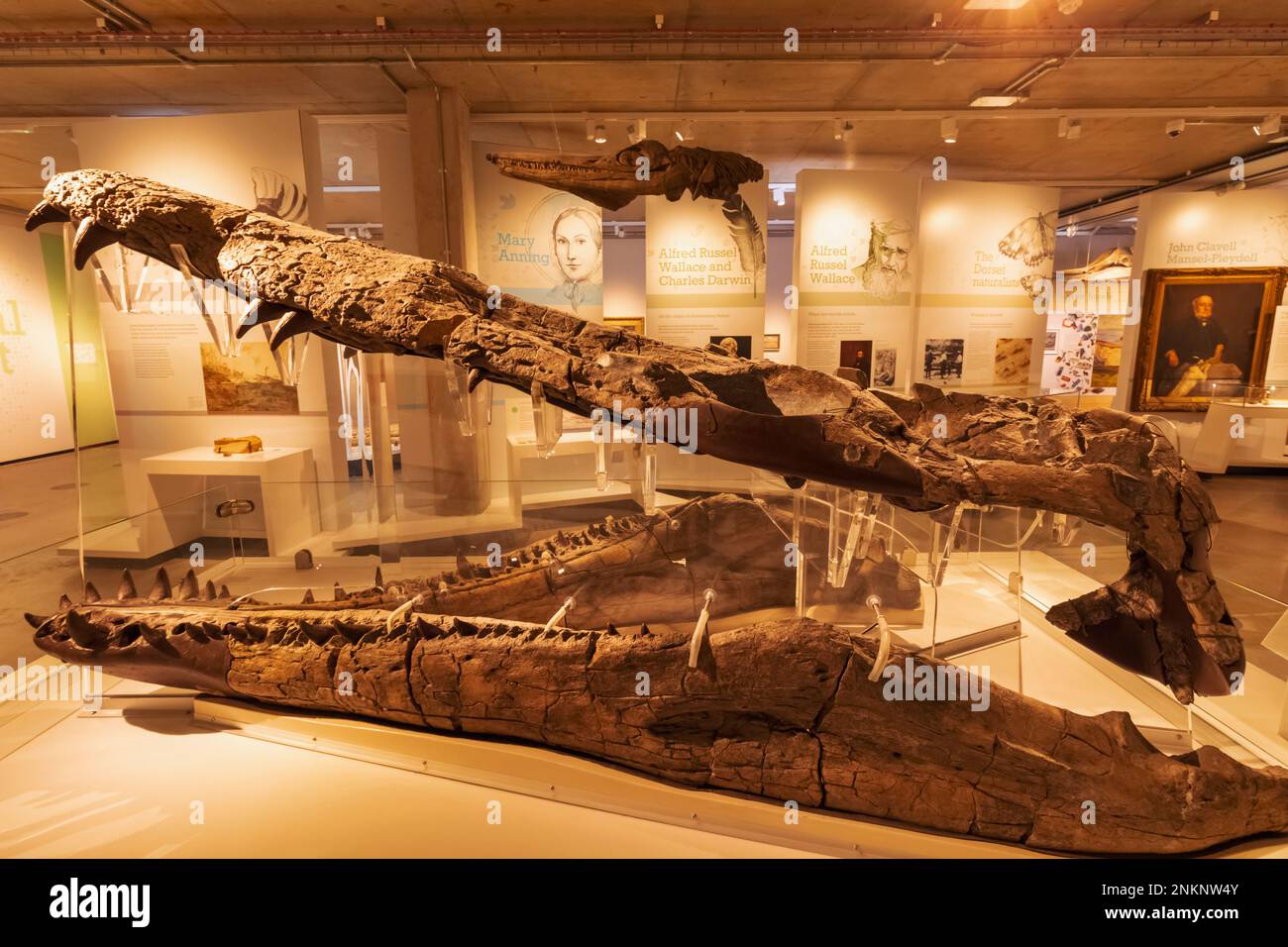 Angleterre, Dorset, Dorchester, Dorset Museum, vue intérieure des os de dinosaures Banque D'Images