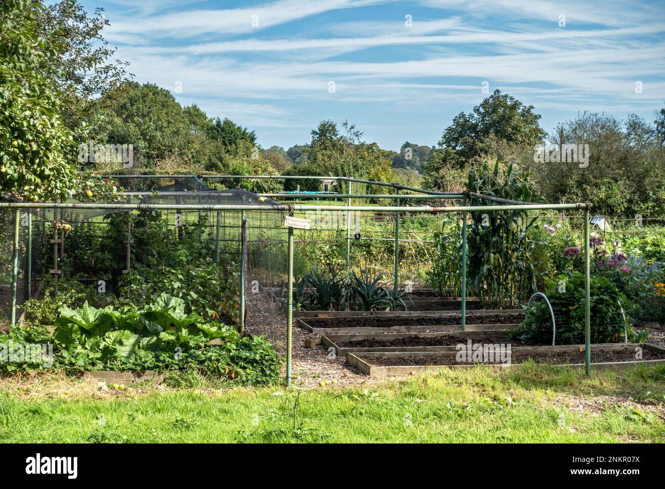 Cages aux fruits sur les parcelles de légumes et de fruits, Chrystine Pettifer Memorial Garden, Burrough on the Hill Banque D'Images