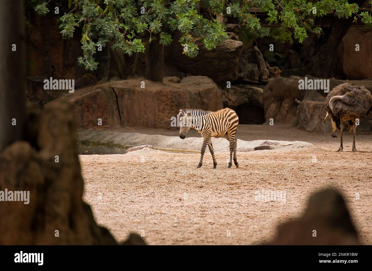 Plan éloigné d'un bébé zèbre, en arrière-plan un paysage rocheux avec des arbres et un autruche africain. Banque D'Images