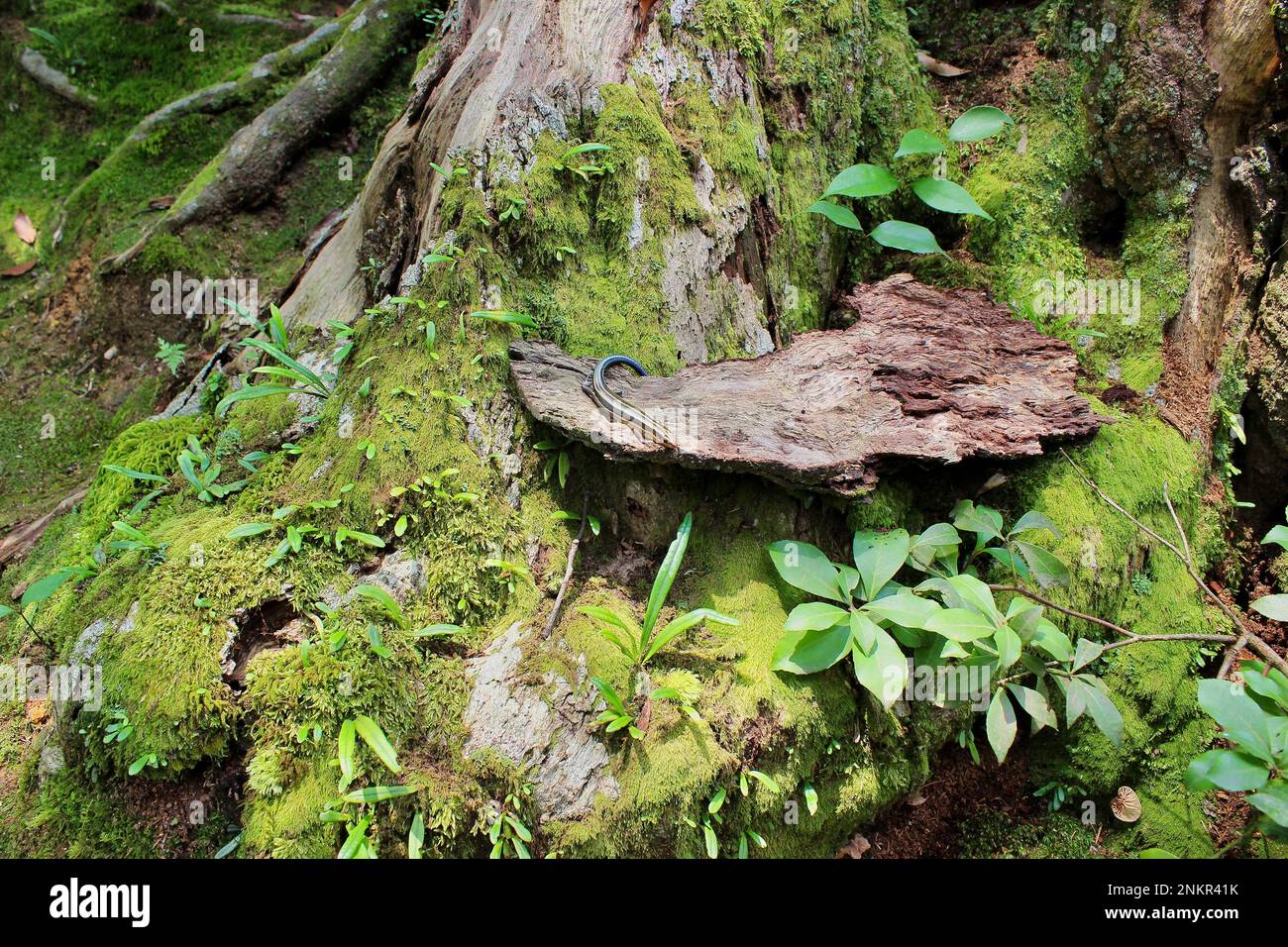 Photo longue distance d'un lézard coloré couché sur du bois dans un conte de fées comme un environnement vert luxuriant. Banque D'Images