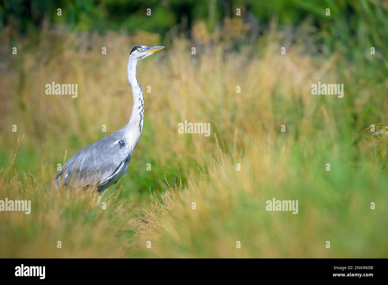 Héron gris (Ardea cinerea) debout dans un pré, à la recherche de nourriture, pays-Bas. Banque D'Images