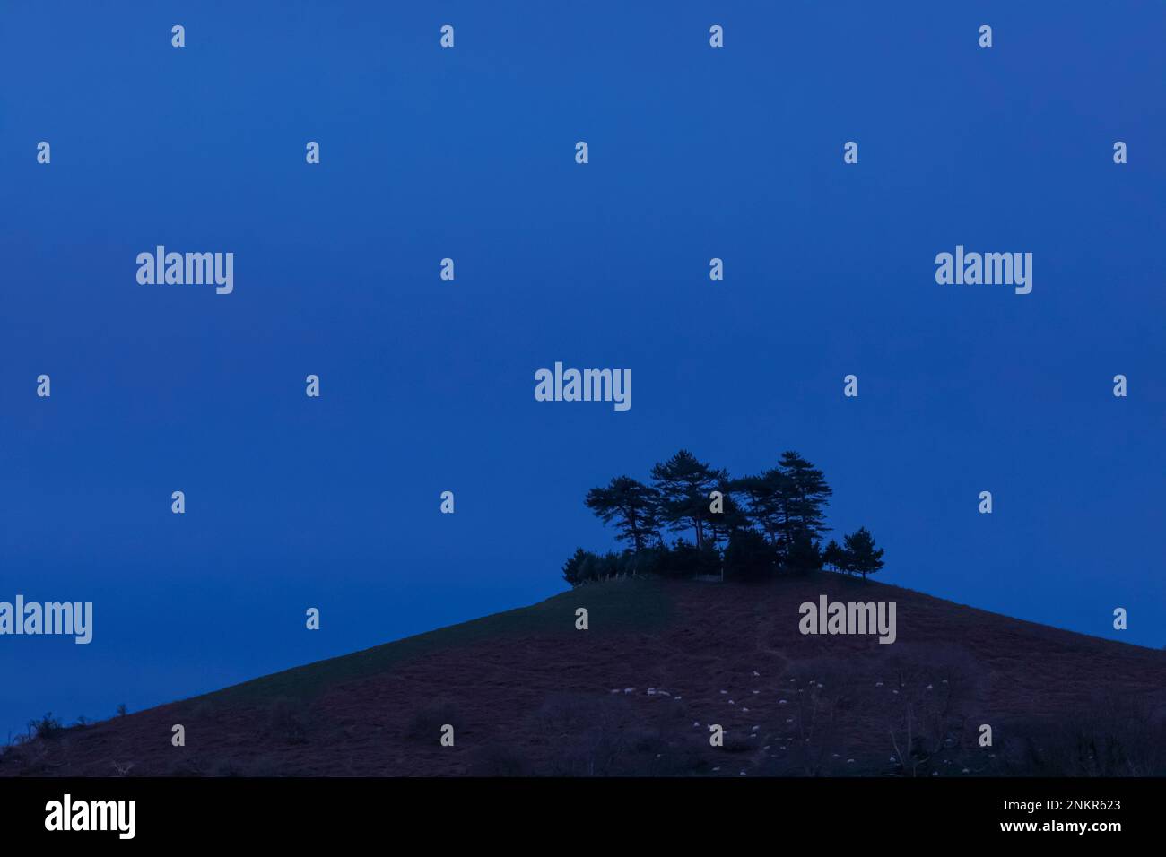 Angleterre, Dorset, Bridport, domaine de Symondsbury, Colmers Hill Banque D'Images