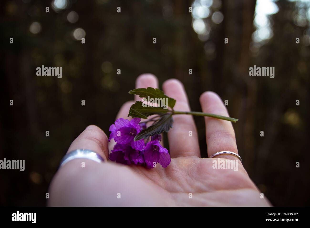 Gros plan de fleurs de ruellia violet sur la photo de concept de paume femelle Banque D'Images