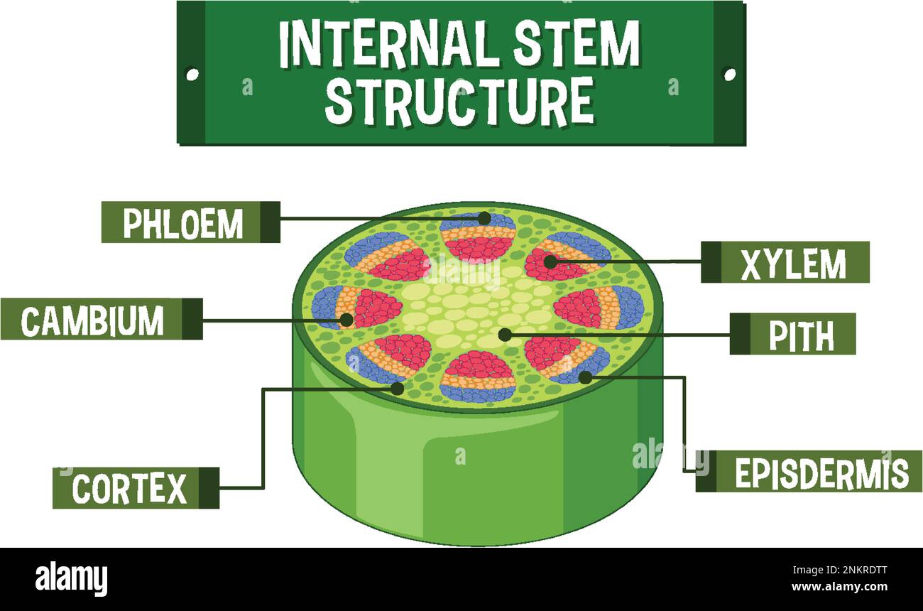 Structure interne de l'illustration du schéma de la tige Illustration de Vecteur