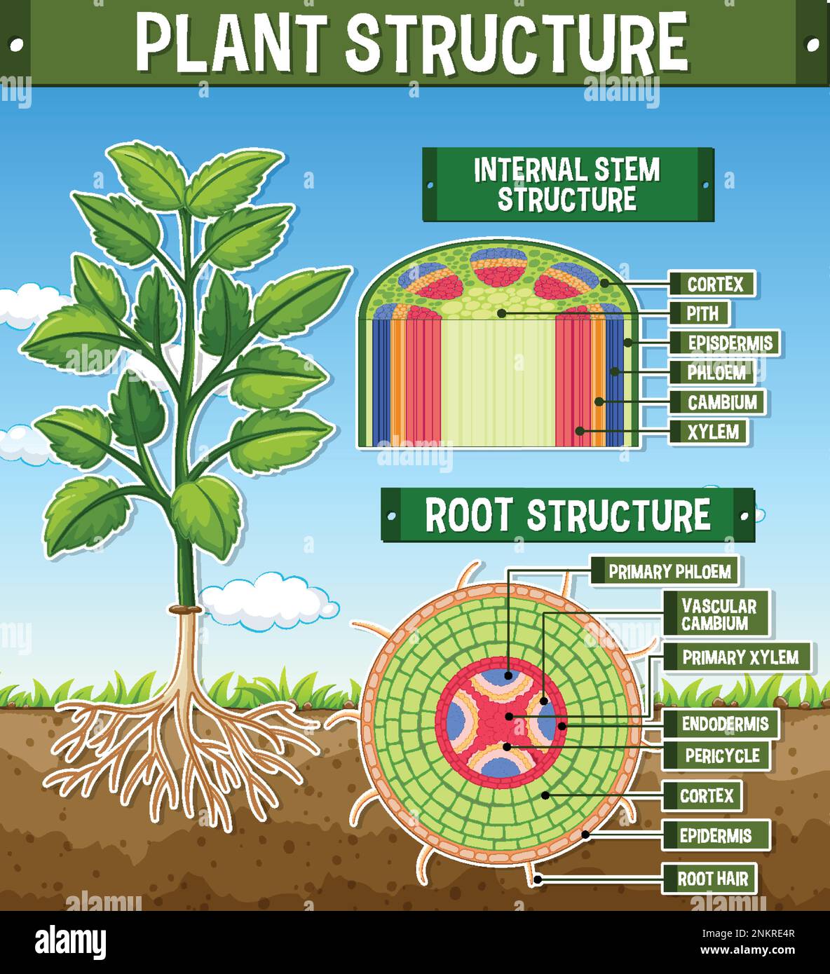 Structure interne de l'illustration du schéma racine Illustration de Vecteur
