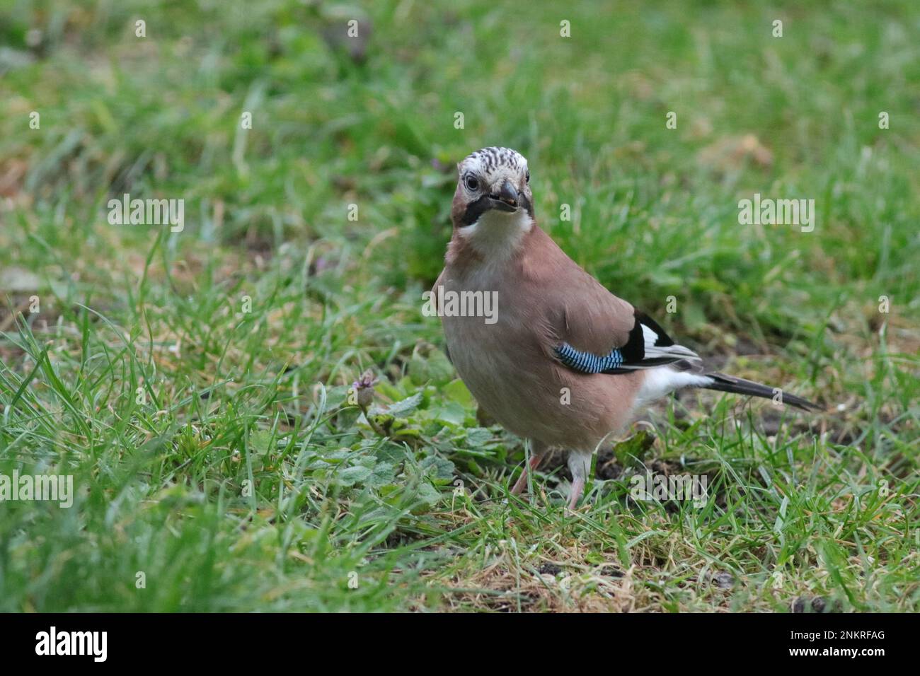 Jay eurasien dans le cadre du jardin Banque D'Images