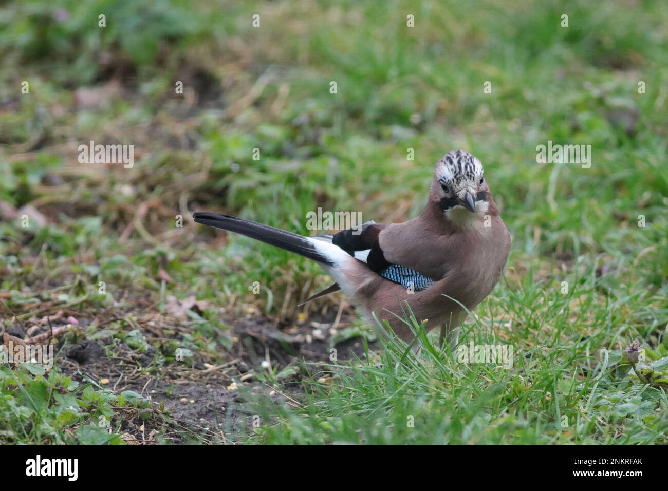 Jay eurasien dans le cadre du jardin Banque D'Images