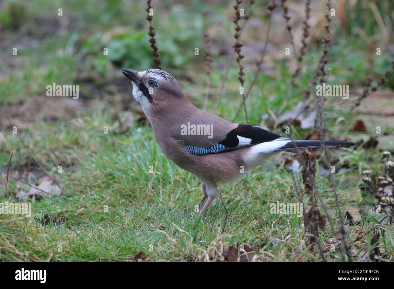 Jay eurasien dans le cadre du jardin Banque D'Images