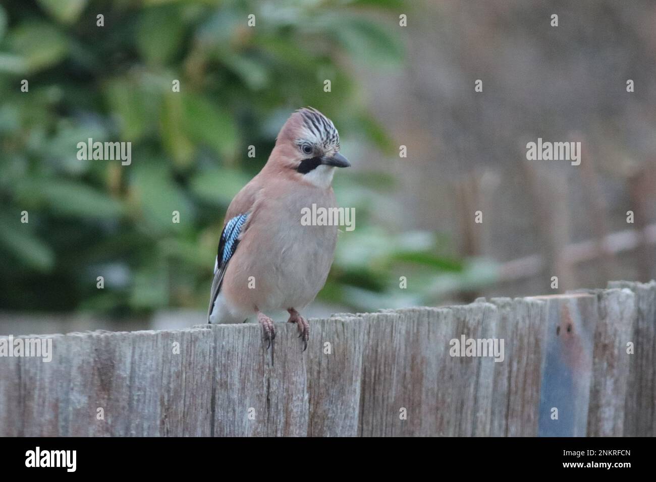 Jay eurasien dans le cadre du jardin Banque D'Images