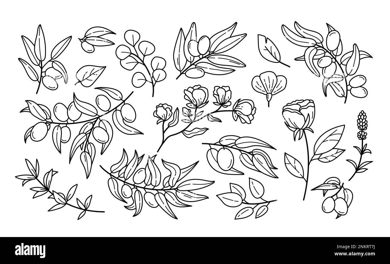 Simple tatouage de fleur, plantes de contour. Botanique sauvage, croquis floral, bouquet avec silhouettes aux feuilles et aux branches. eucalyptus et olives. Tige d'herbes de jardin Illustration de Vecteur