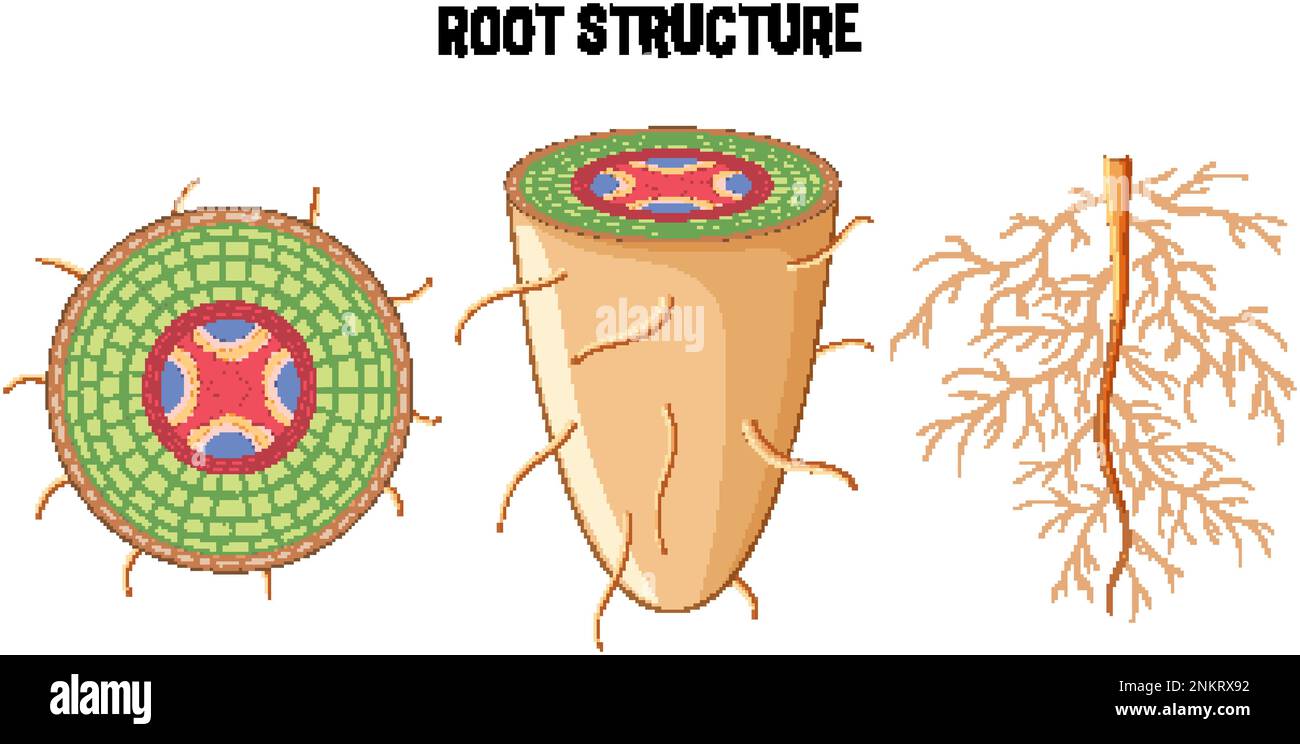 Structure interne de l'illustration du schéma racine Illustration de Vecteur