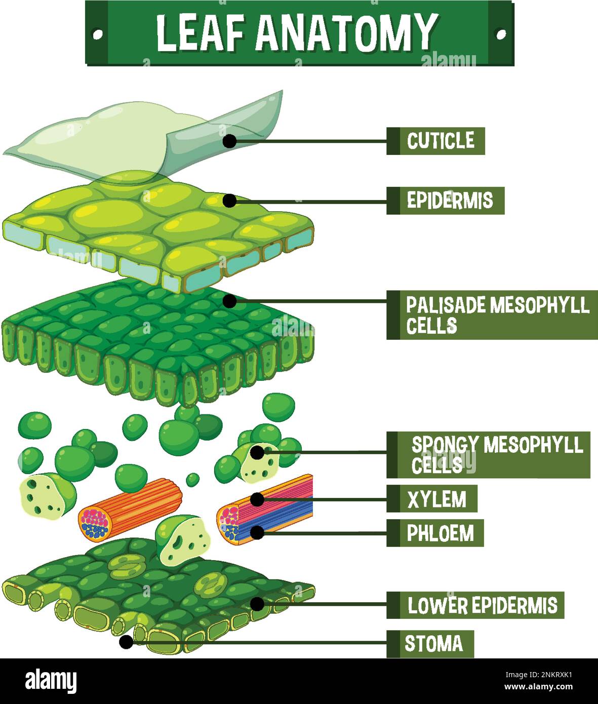 Structure interne de l'illustration du schéma de lames Illustration de Vecteur