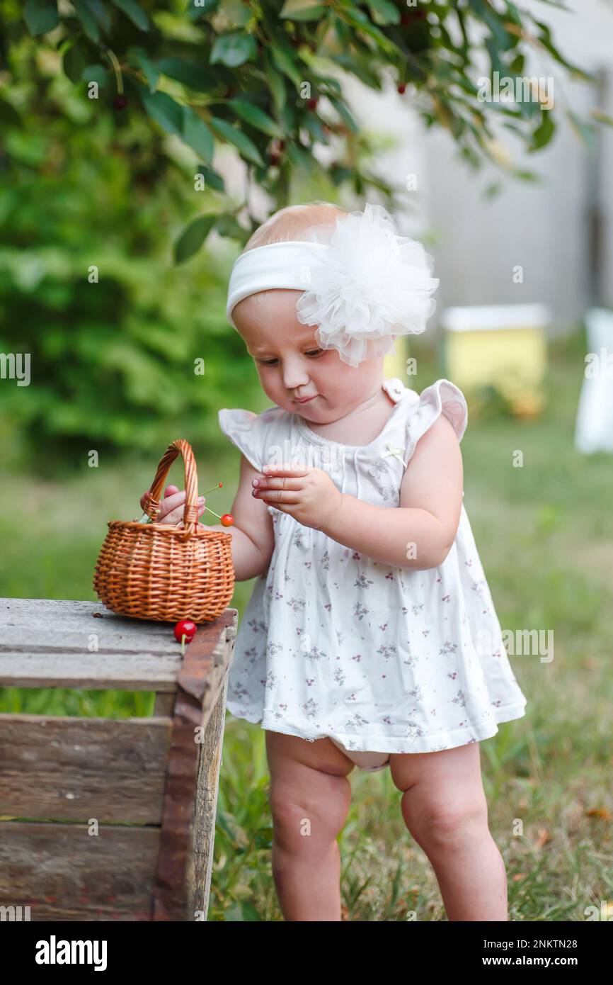 Une petite fille recueille des cerises dans un panier dans un verger de cerises. Un mode de vie sain avec des enfants de moins d'un an. Le développement des bébés en suite Banque D'Images