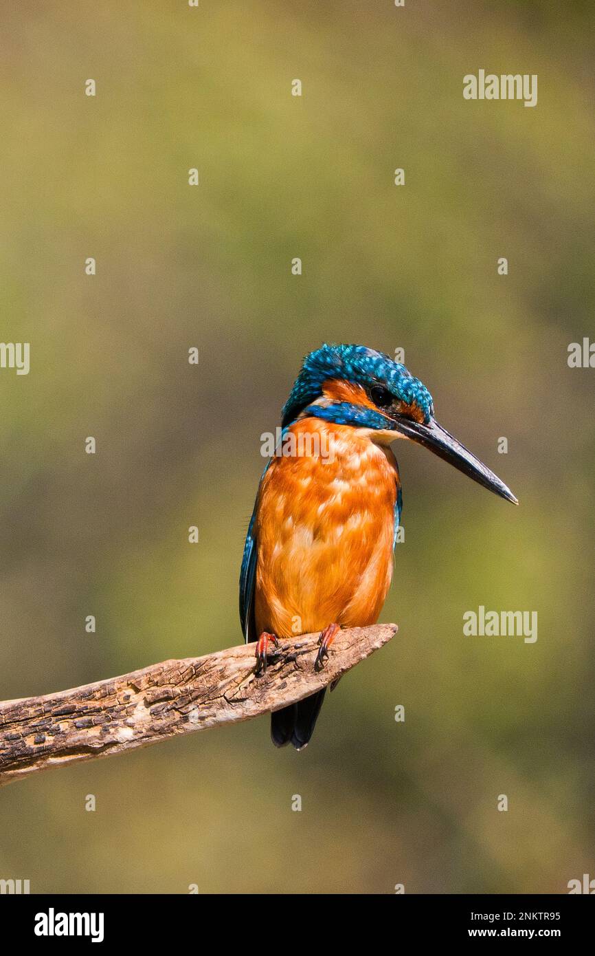 , Kingfisher Alcedo athis,Tage, Parc National de Monfragüe, SPA, ZEPA, La Biosphère, Province de Cáceres, Extremadura, Espagne, Europe Banque D'Images