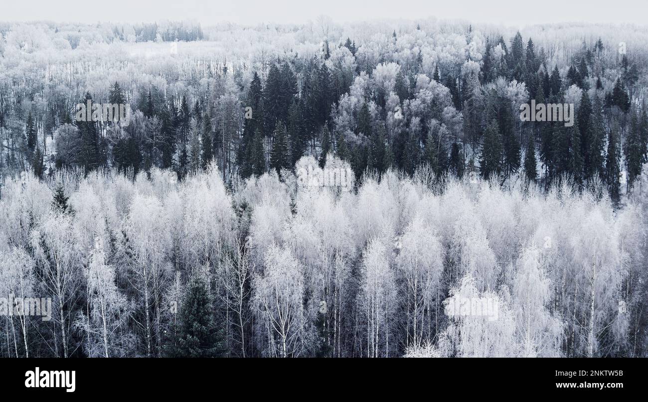 Tôt le matin, vue sur la forêt gelée depuis la tour. En Estonie, près du parc national de Karula Banque D'Images