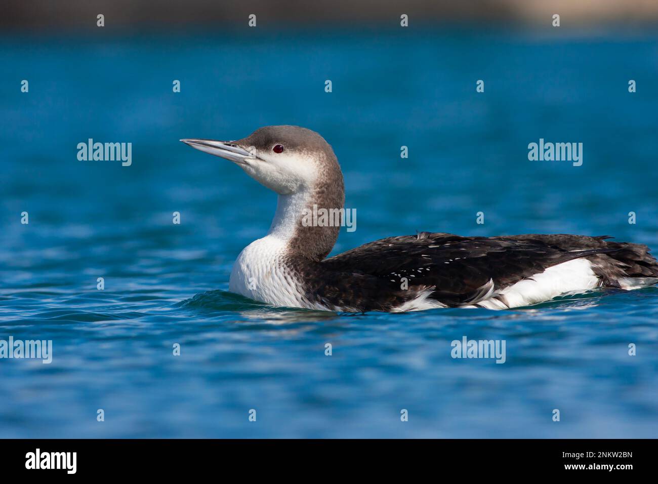 Grande sauvagine dans son habitat naturel, le Loon à gorge noire, Gavia arctica Banque D'Images