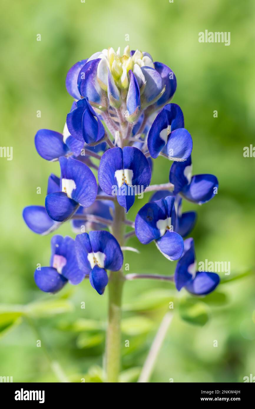 Lupinus texensis, avec sa couleur bleue audacieuse, est spectaculaire quand il couvre le paysage au printemps. Banque D'Images