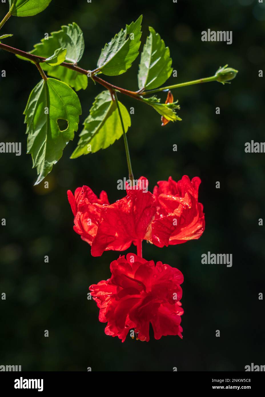 Gros plan de l'hibiscus rétro-éclairé rouge vif rosa sinensis el capitolio fleur, feuilles et bourgeons sur fond naturel sombre Banque D'Images Gros plan de l'hibiscus rétro-éclairé rouge vif rosa sinensis el capitolio fleur, feuilles et bourgeons sur fond naturel sombre Banque D'Images