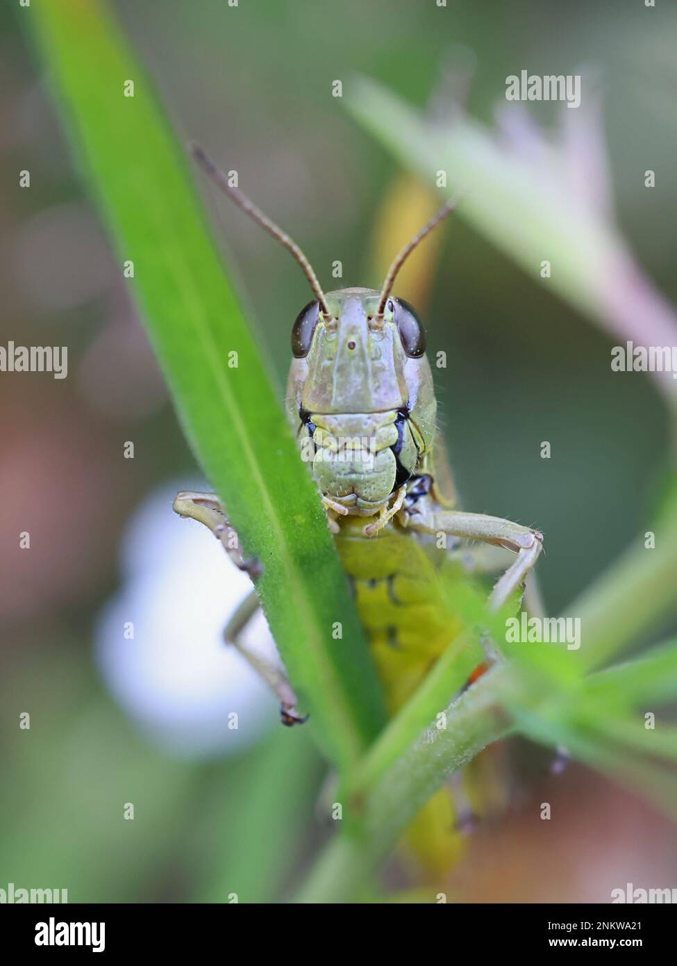 Stethophyma grossum, coomonly connu sous le nom de grand sauterelle de marais, insecte de Finlande Banque D'Images